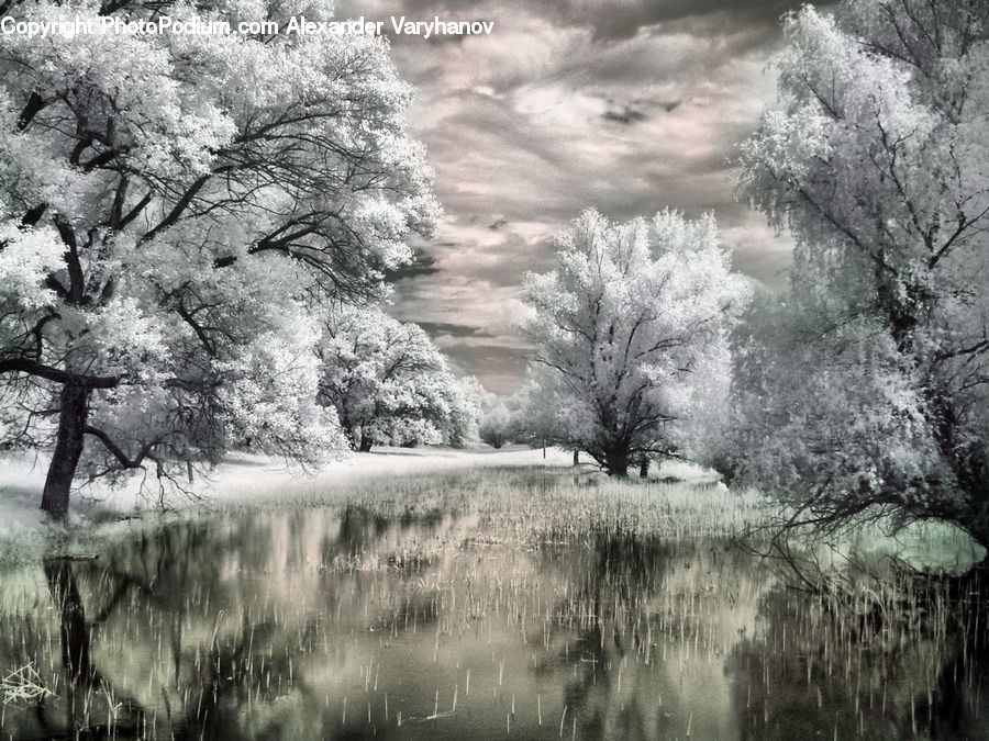 Frost, Ice, Outdoors, Snow, Plant, Tree, Blossom