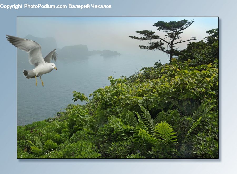 Bird, Seagull, Crane Bird, Heron, Conifer, Fir, Plant