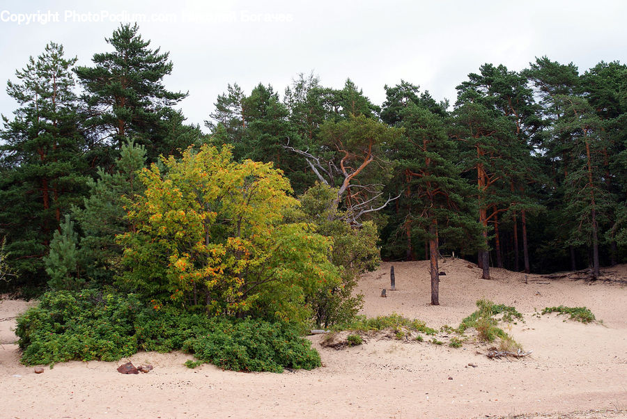 Conifer, Fir, Plant, Tree, Pine, Spruce, Wood
