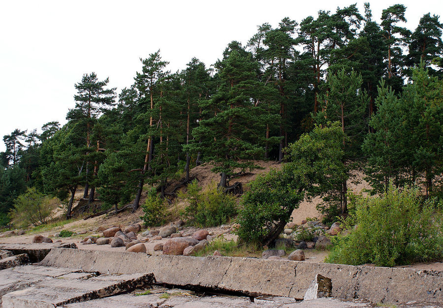 Landslide, Conifer, Fir, Plant, Tree, Outdoors, Wilderness