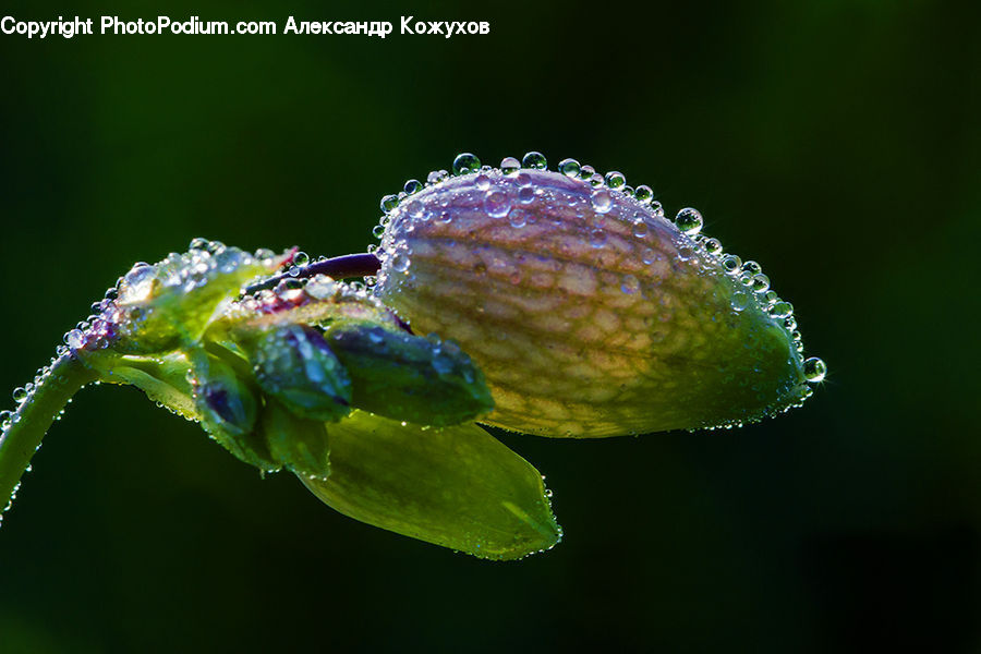 Bud, Plant, Blossom, Flora, Flower
