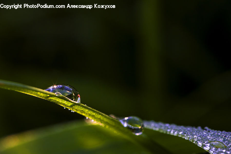 Droplet, Insect, Invertebrate, Mosquito, Blossom, Flora, Flower