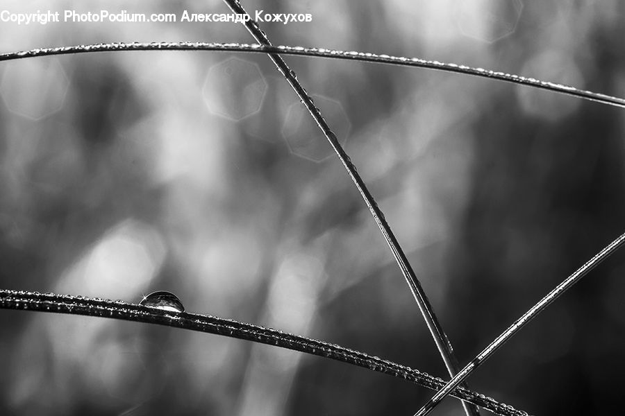 Wire, Field, Grass, Grassland, Plant