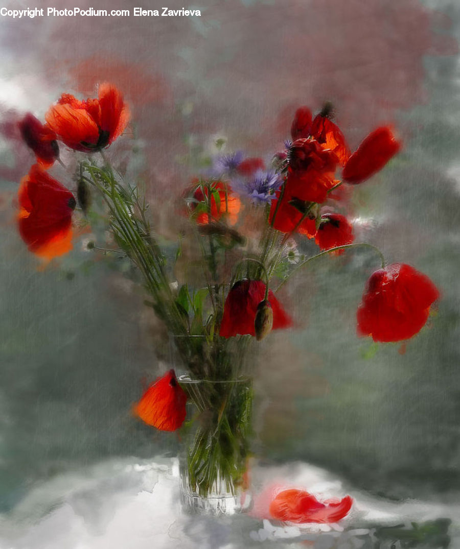 Blossom, Flora, Flower, Plant, Poppy, Geranium, Bird
