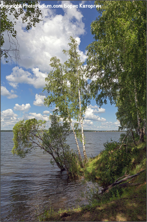 Plant, Vegetation, Landscape, Nature, Scenery, Birch, Tree