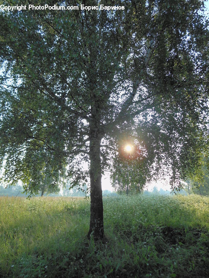 Oak, Tree, Wood, Conifer, Fir, Plant, Forest