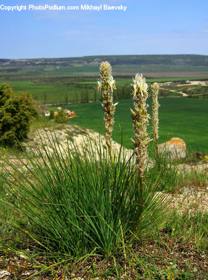 Field, Grass, Grassland, Plant, Land, Outdoors, Conifer