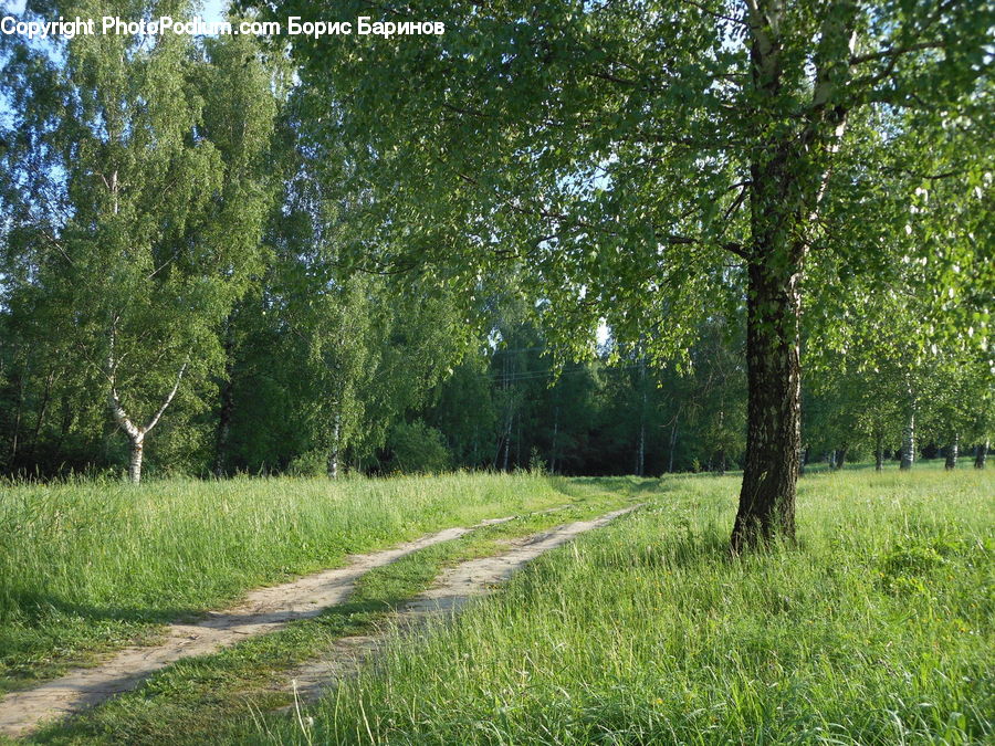 Oak, Sycamore, Tree, Tree Trunk, Wood, Plant, Dirt Road