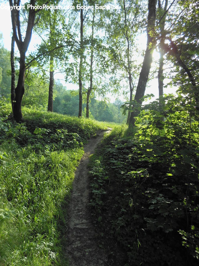 Dirt Road, Gravel, Road, Forest, Grove, Land, Outdoors