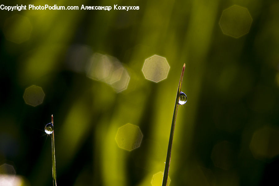 Light, Field, Grass, Grassland, Plant, Droplet, Blossom