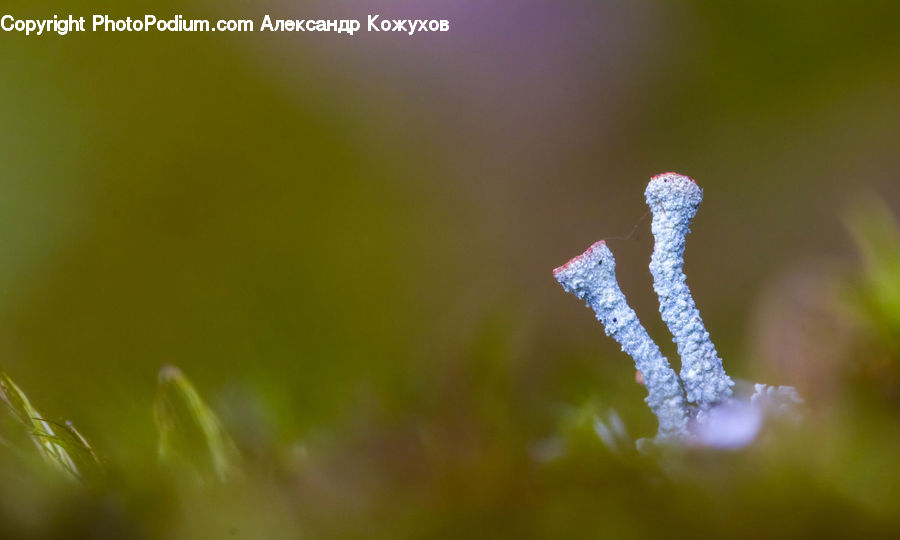 Frost, Ice, Outdoors, Snow, Droplet, Field, Grass