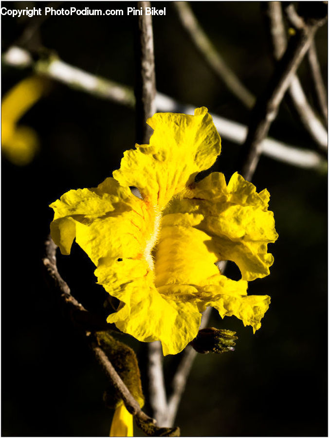 Flora, Pollen, Blossom, Flower, Plant, Daffodil, Gladiolus