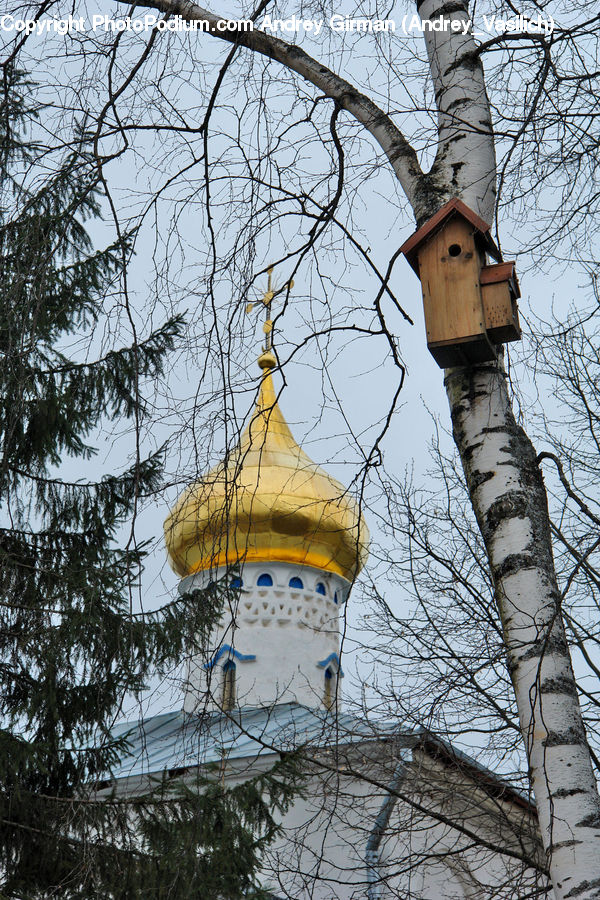 Bird Feeder, Architecture, Bell Tower, Clock Tower, Tower, Birch, Tree