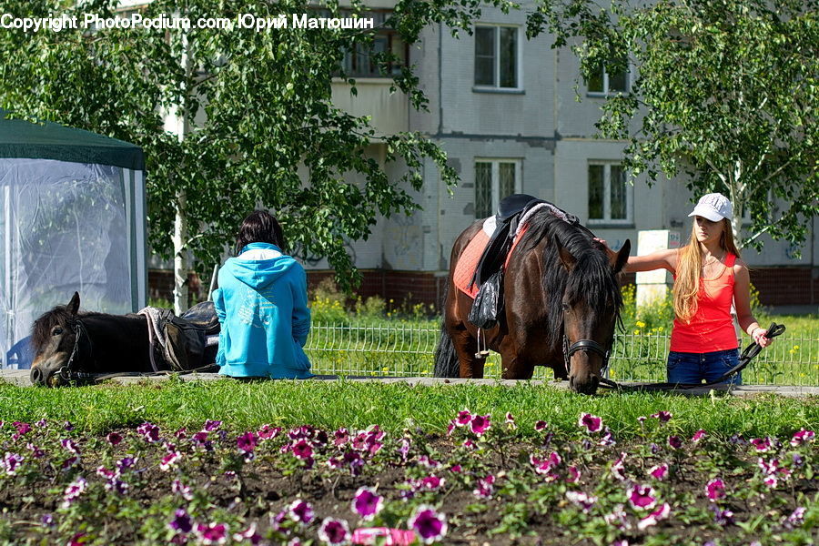 Human, People, Person, Plant, Potted Plant, Animal, Horse