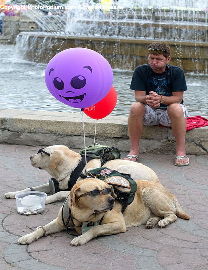 People, Person, Human, Animal, Canine, Dog, Mammal