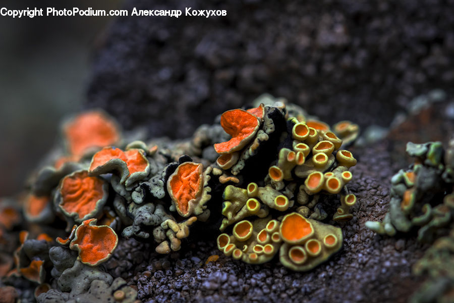 Agaric, Amanita, Fungus, Mushroom, Plant, Accessories, Bling