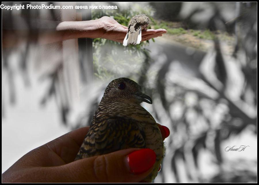 Bird, Flicker Bird, Woodpecker, Beak, Blackbird, Dove, Pigeon
