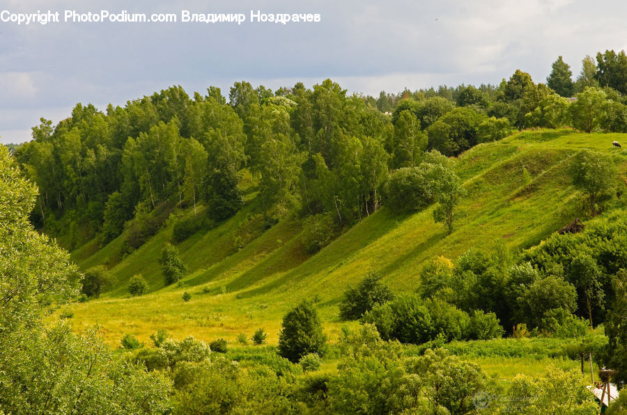 Field, Grass, Grassland, Land, Outdoors, Conifer, Fir
