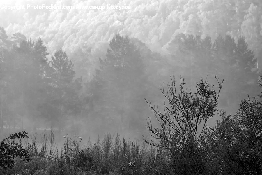 Plant, Potted Plant, Grass, Reed, Fog, Field, Grassland