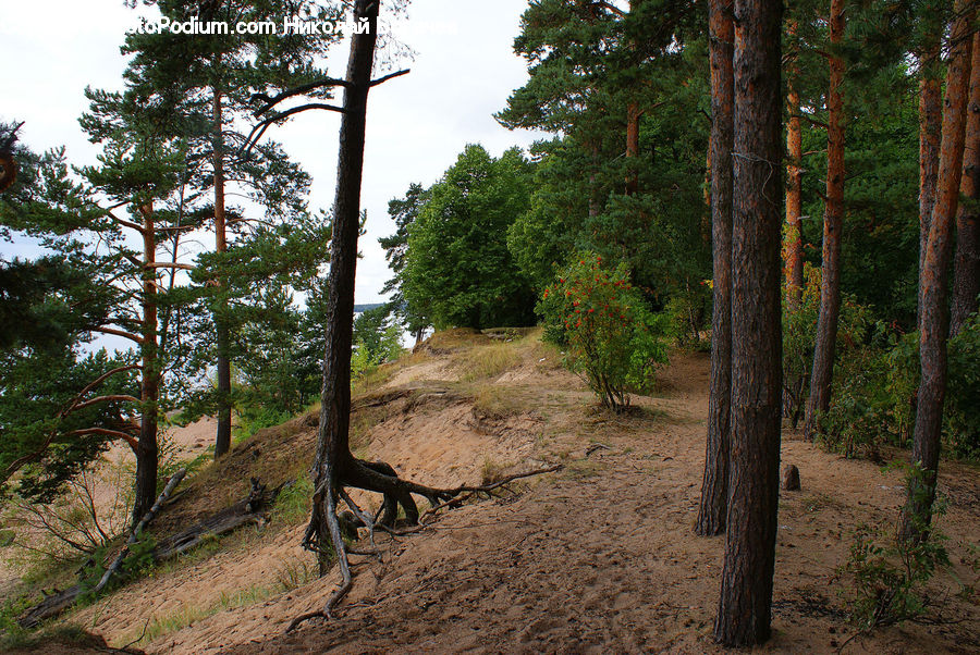 Dirt Road, Gravel, Road, Soil, Outdoors, Wilderness, Conifer