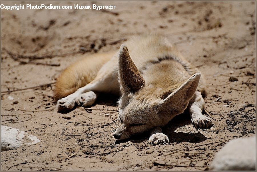 Outdoors, Sand, Soil, Animal, Canine, Fox, Grey Fox