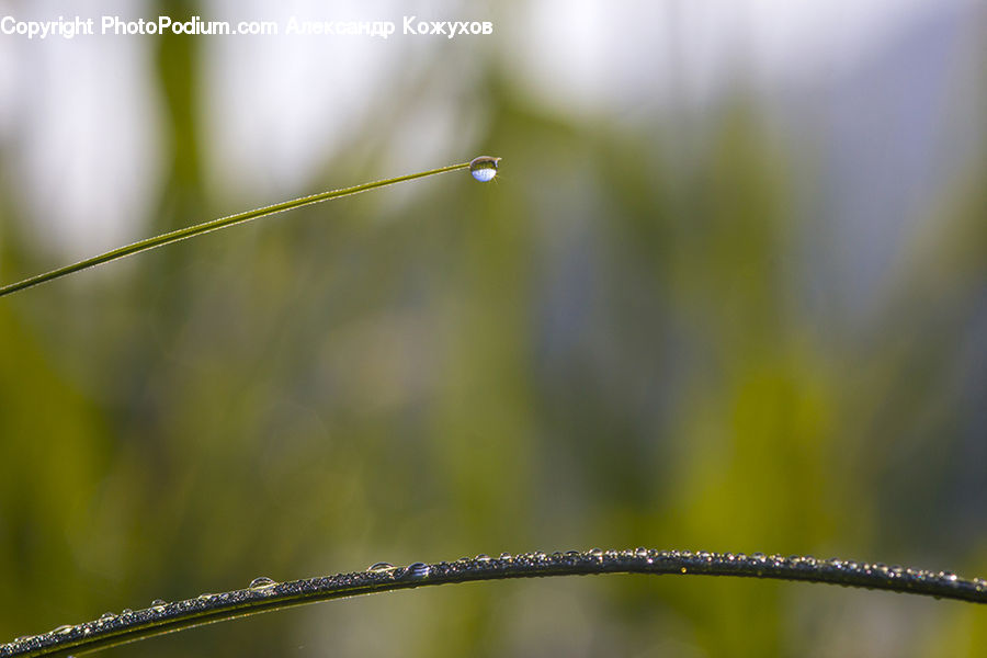 Droplet, Moss, Plant, Field, Grass, Grassland, Dill