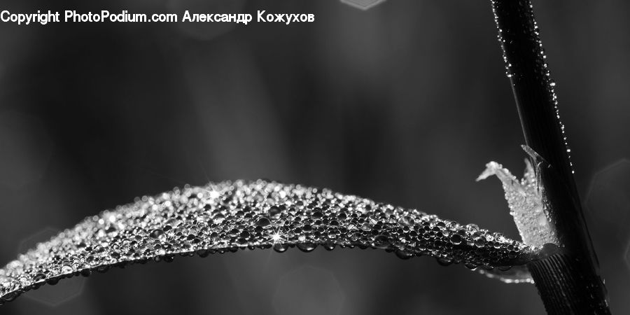 Frost, Ice, Outdoors, Snow, Conifer, Fir, Plant