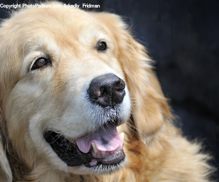 Animal, Canine, Dog, Golden Retriever, Mammal, Pet