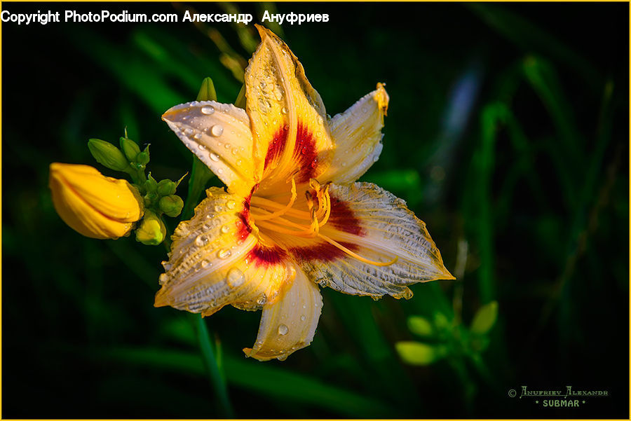 Flora, Flower, Gladiolus, Plant, Aquilegia, Blossom, Daffodil