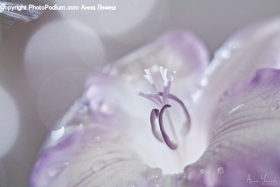 Aluminium, Foil, Blossom, Flora, Flower, Geranium, Plant