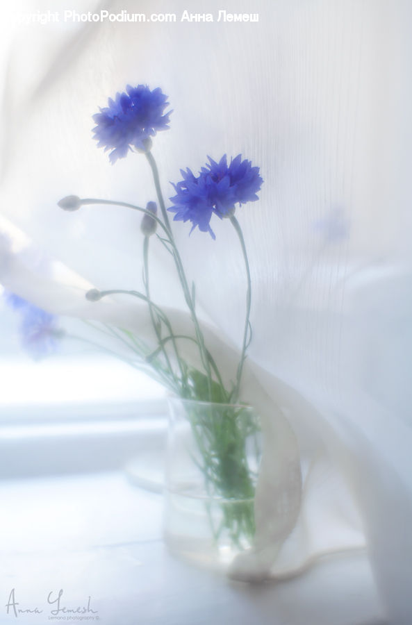 Flower Arrangement, Ikebana, Plant, Potted Plant, Vase, Flower, Flower Bouquet