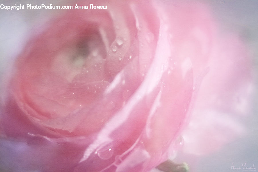 Blossom, Carnation, Flower, Plant, Flora, Rose