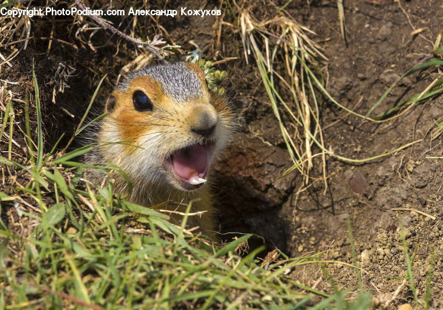 Soil, Animal, Mammal, Weasel, Possum, Rodent, Plant