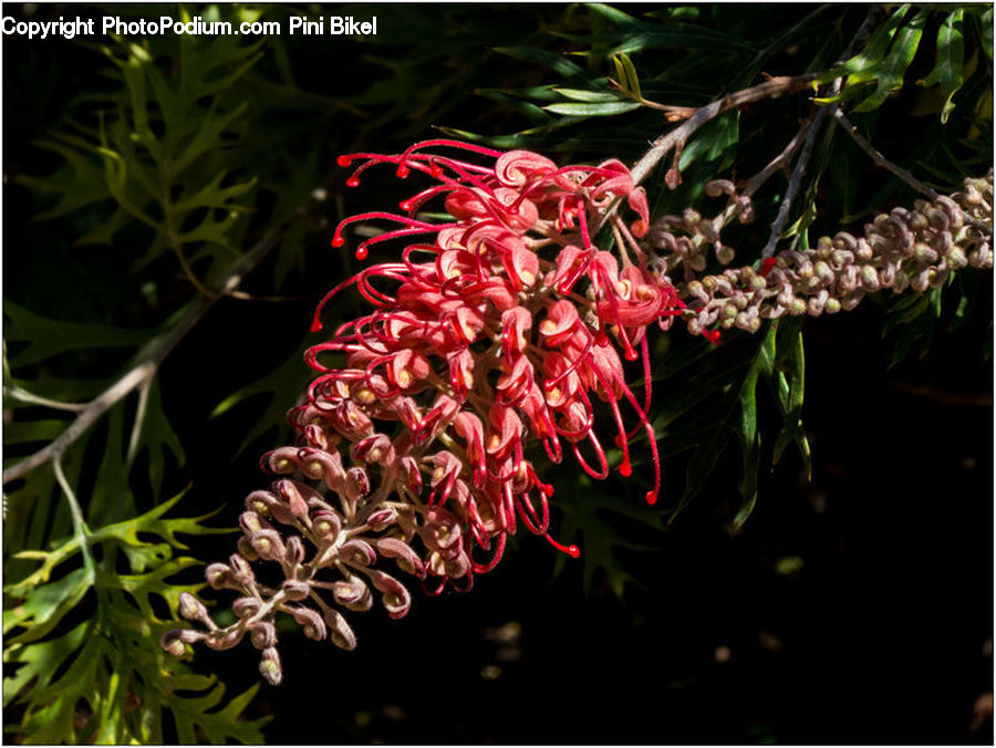 Conifer, Fir, Plant, Tree, Acanthaceae, Annonaceae, Fruit