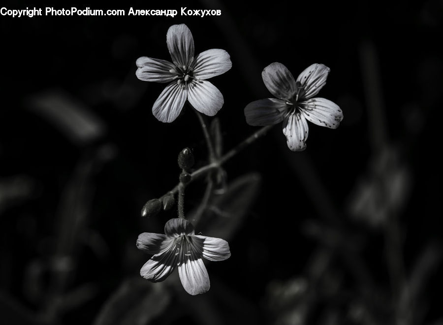 Apiaceae, Blossom, Plant, Flora, Flower, Petal, Fiber
