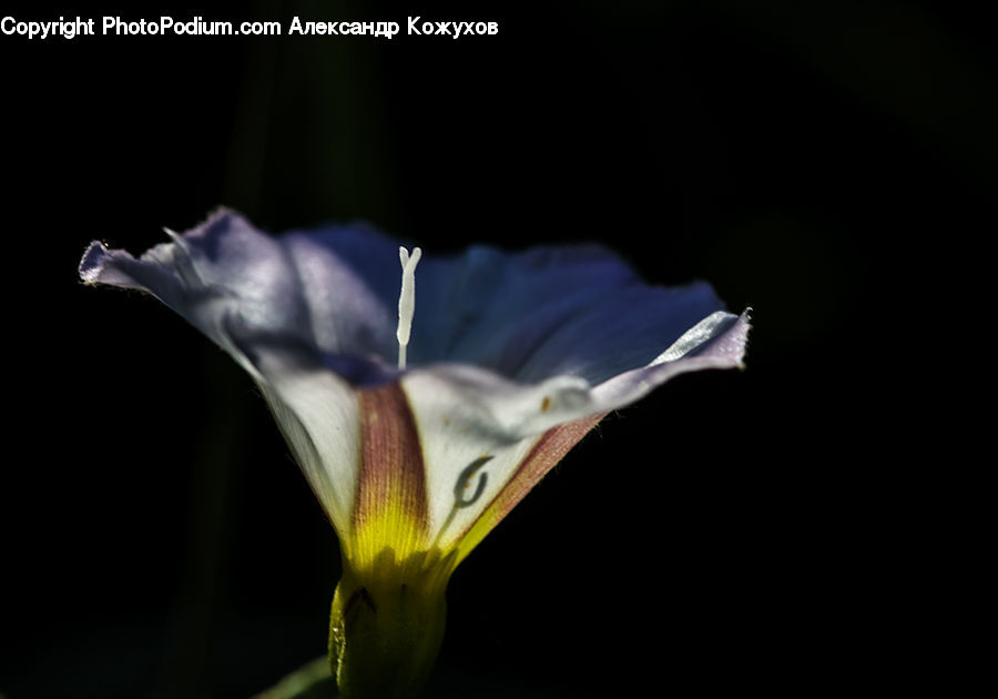 Flora, Flower, Iris, Plant, Animal, Bat, Racket