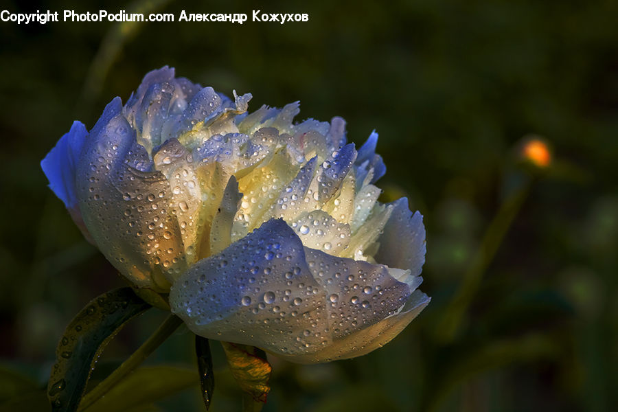 Flora, Flower, Iris, Plant, Blossom, Crocus, Field