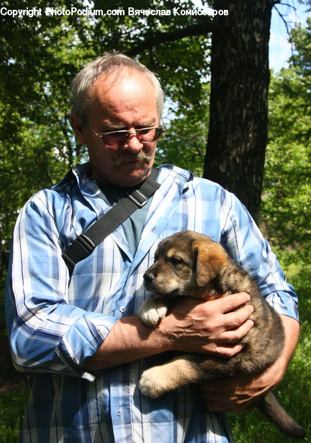 People, Person, Human, Animal, Canine, Dog, Husky