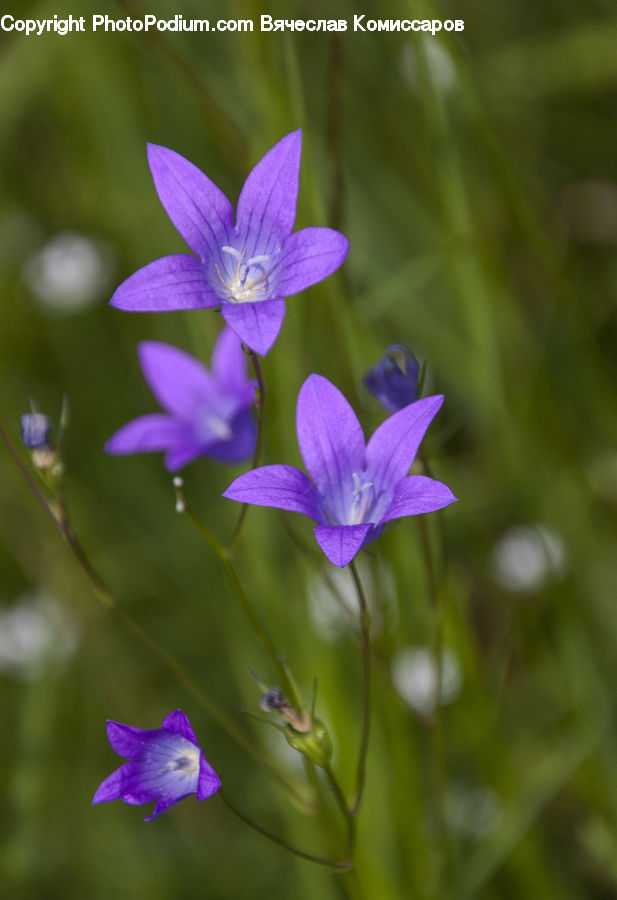Blossom, Flora, Flower, Geranium, Plant, Crocus, Violet