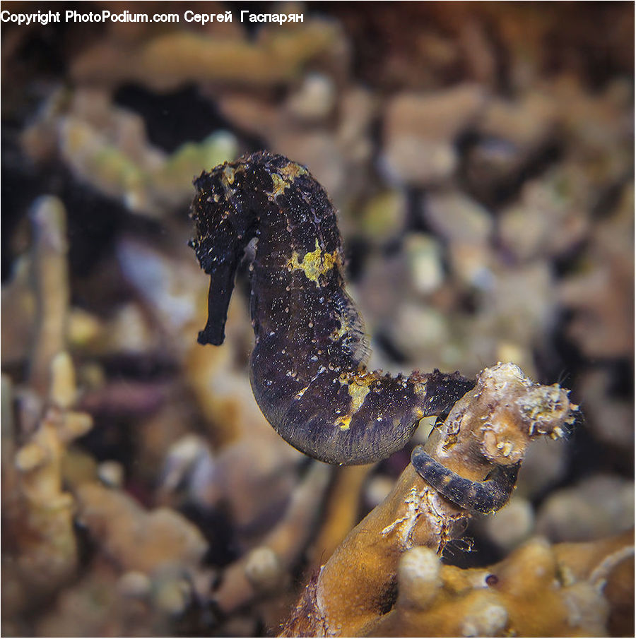 Mammal, Sea Life, Seahorse, Eel, Fish, Moss, Plant