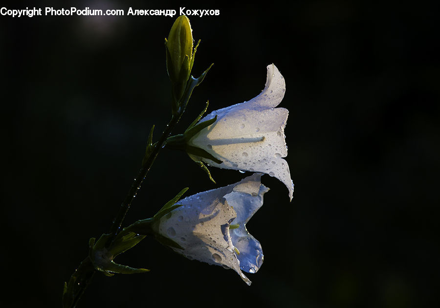 Flora, Flower, Gladiolus, Plant, Blossom, Geranium, Ice