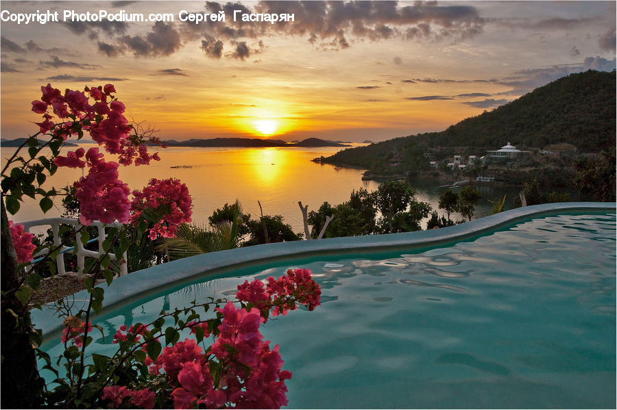 Plant, Potted Plant, Hotel, Resort, Dawn, Dusk, Sky