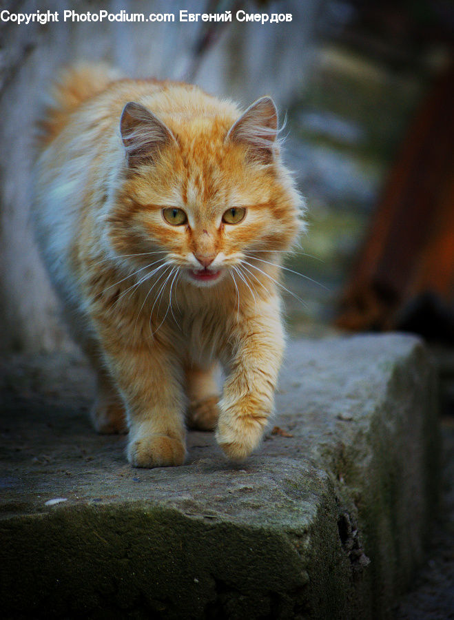Animal, Cat, Kitten, Mammal, Pet, Manx, Abyssinian