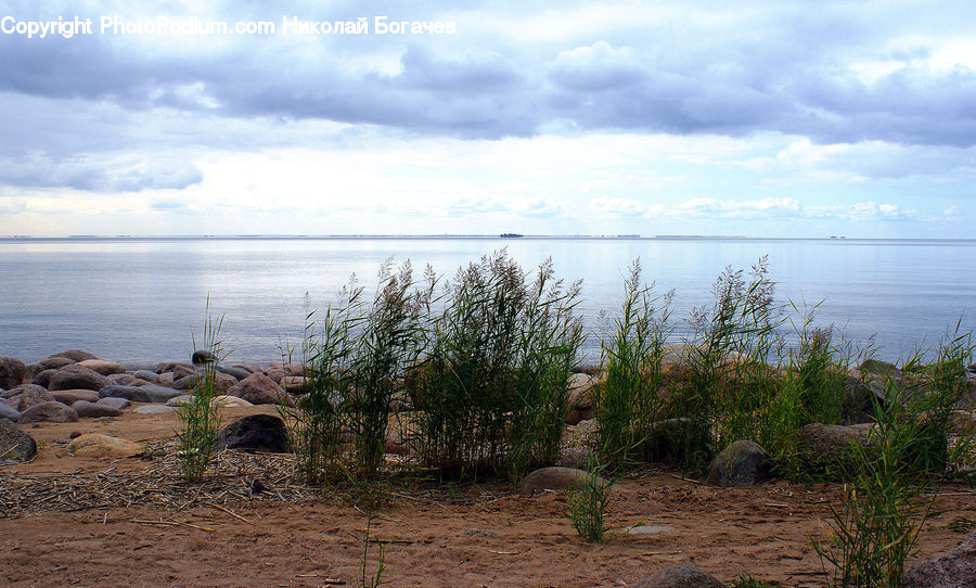 Rock, Bush, Plant, Vegetation, Outdoors, Sea, Water