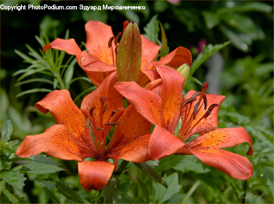 Flora, Flower, Lily, Plant, Gladiolus, Blossom, Tulip