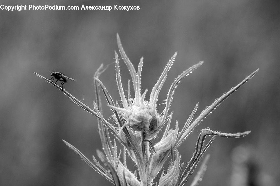 Anisoptera, Dragonfly, Insect, Invertebrate, Blossom, Flora, Flower