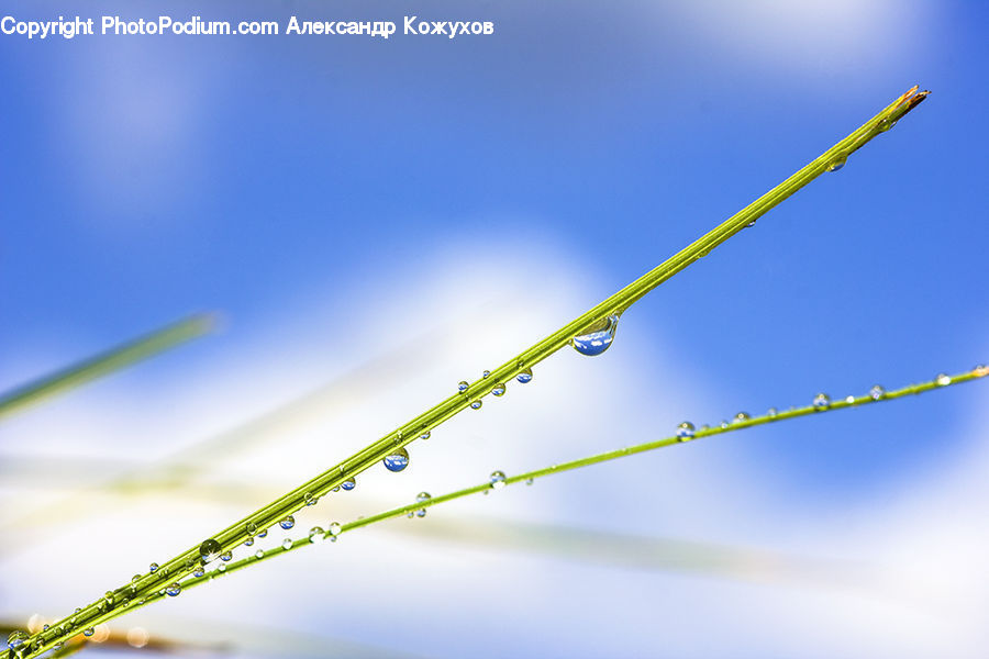 Field, Grass, Grassland, Plant, Moss, Blossom, Flora