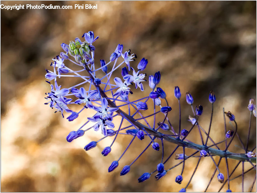 Flower, Lupin, Plant, Blossom, Flora, Dill, Petal