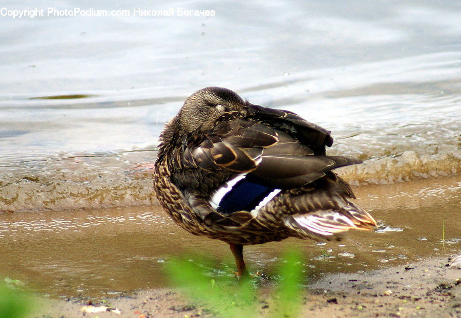 Bird, Duck, Teal, Waterfowl, Goose, Bird Nest, Nest