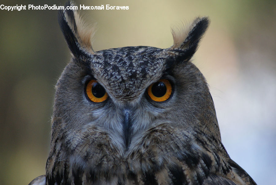 Beak, Bird, Owl, Wildlife